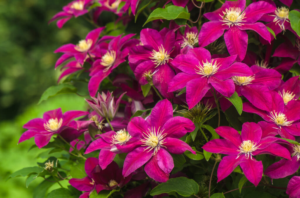 Clematis – die Kletterpflanze für Balkon und Garten