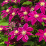 Clematis – die Kletterpflanze für Balkon und Garten