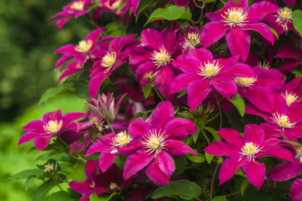 Clematis