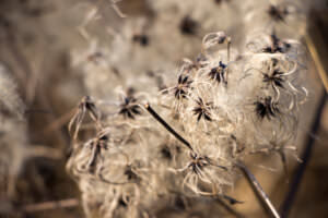 Clematis Samen