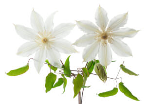 weiße Clematis