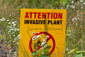 Invasive Pflanzen