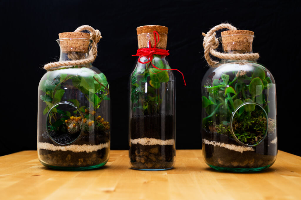 Flaschengarten – das Mini-Ökosystem in der Glasflasche