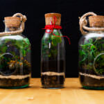 Flaschengarten – das Mini-Ökosystem in der Glasflasche