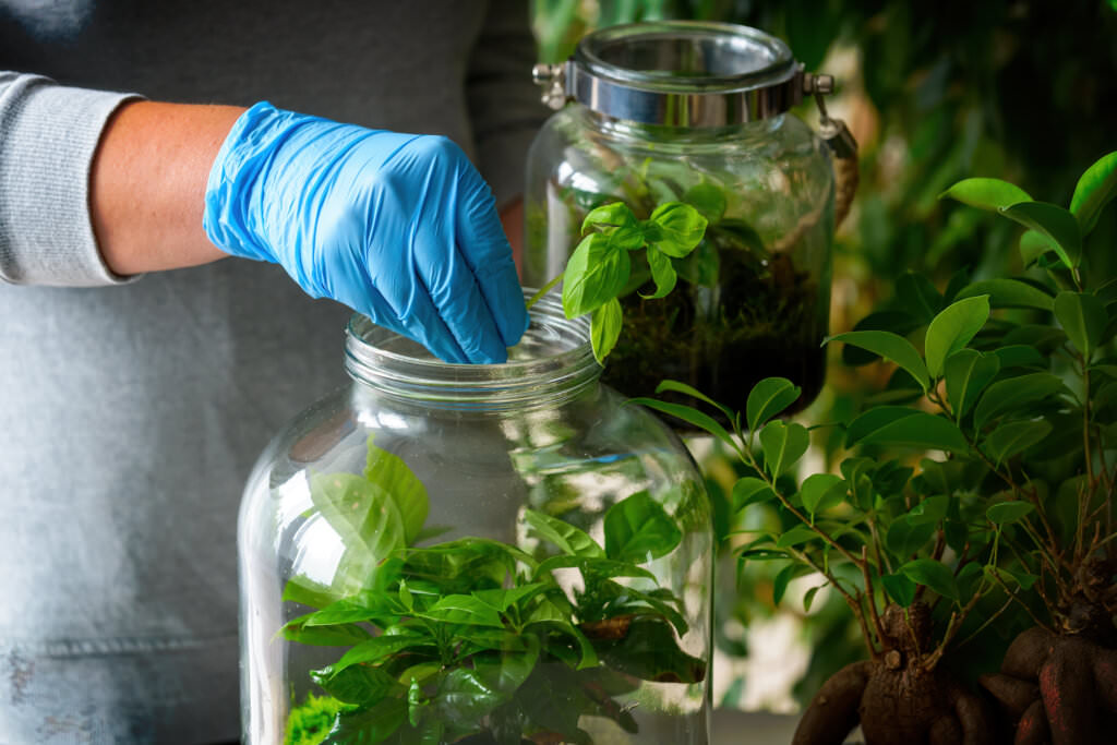 Flaschengarten das MiniÖkosystem in der Glasflasche Samenhaus