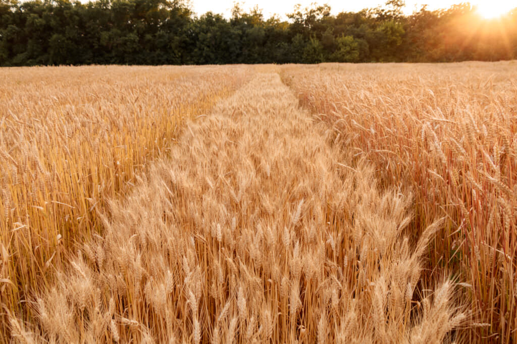 Hartweizen – ideal für die Nudelproduktion