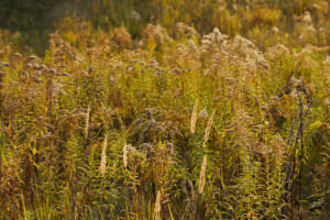 Insektenwiese Herbst