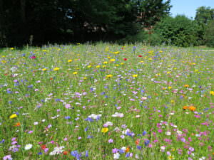 Blumenwiese Insekten