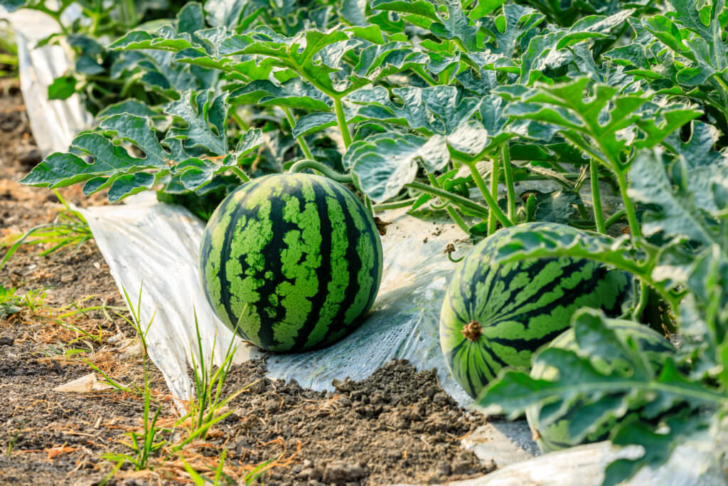 Melonen die süße Erfrischung aus dem Gemüsebeet Samenhaus Gartenblog