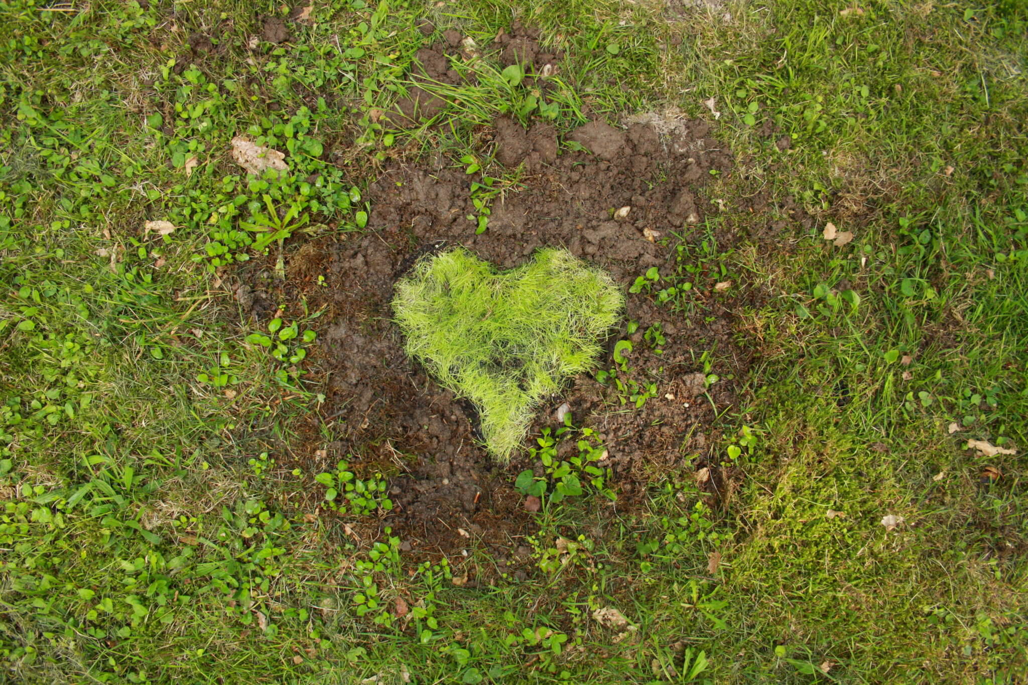NodigBeet das Beet ohne Umgraben Samenhaus Gartenblog