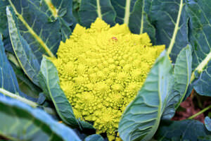 Romanesco Beet