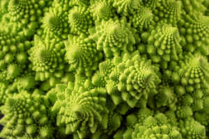 Romanesco Pflege