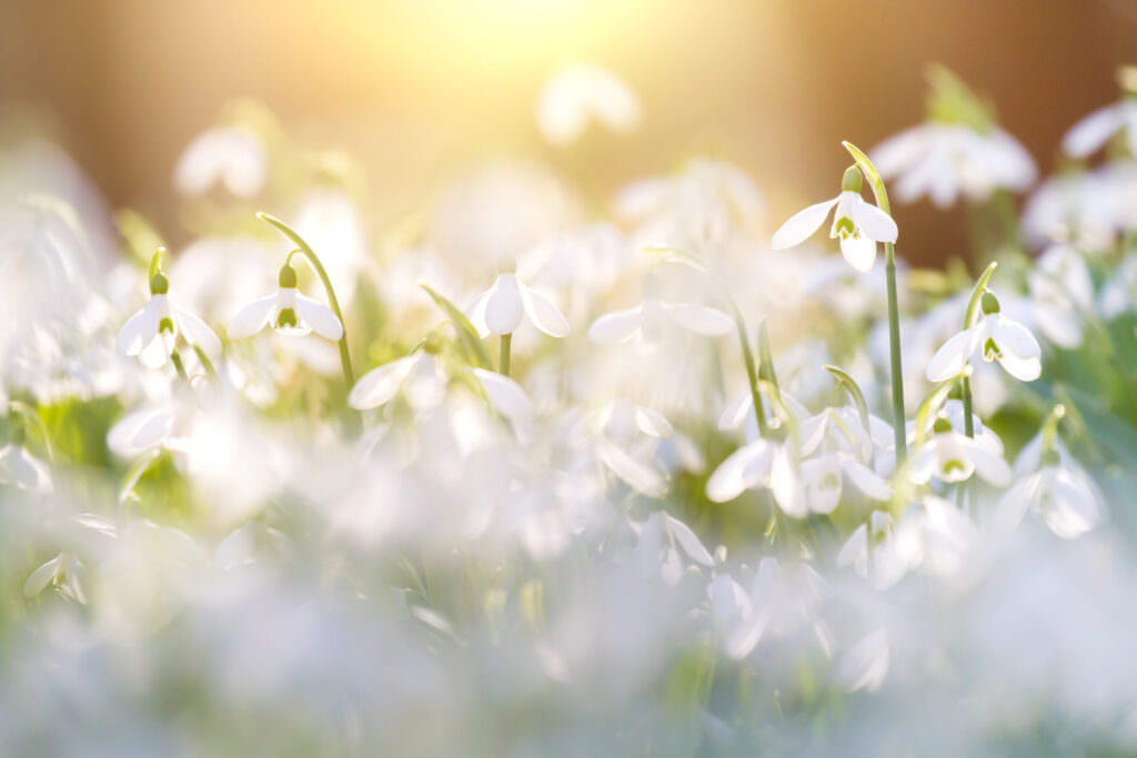 Schneeglöckchen – eine der ersten Frühlingsboten