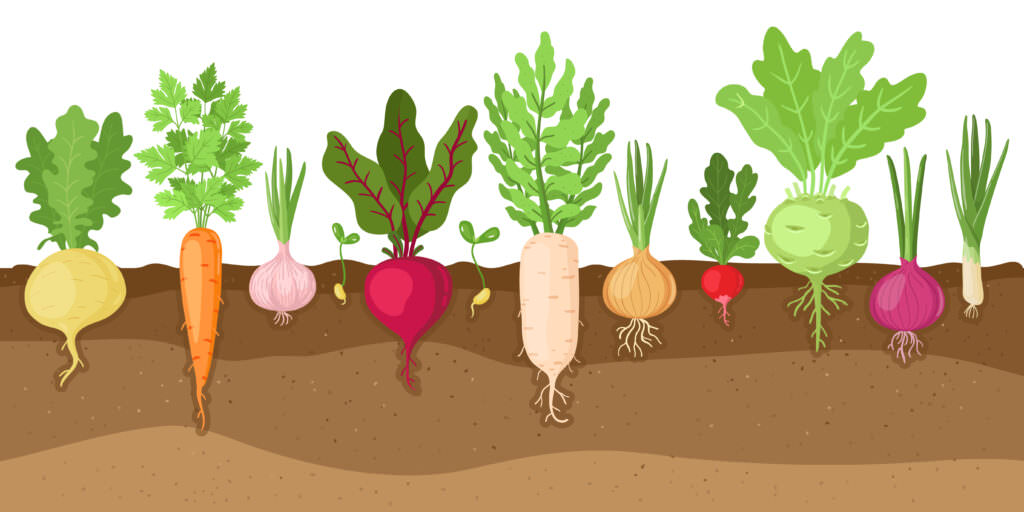 Tief-, Mittel- und Flachwurzler bei Gemüse richtiger Anbau