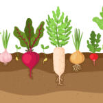 Tief-, Mittel- und Flachwurzler bei Gemüse richtiger Anbau