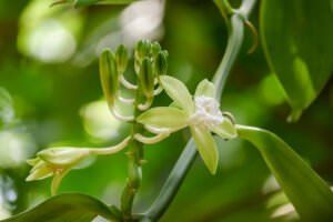 Blüte Echte Vanille