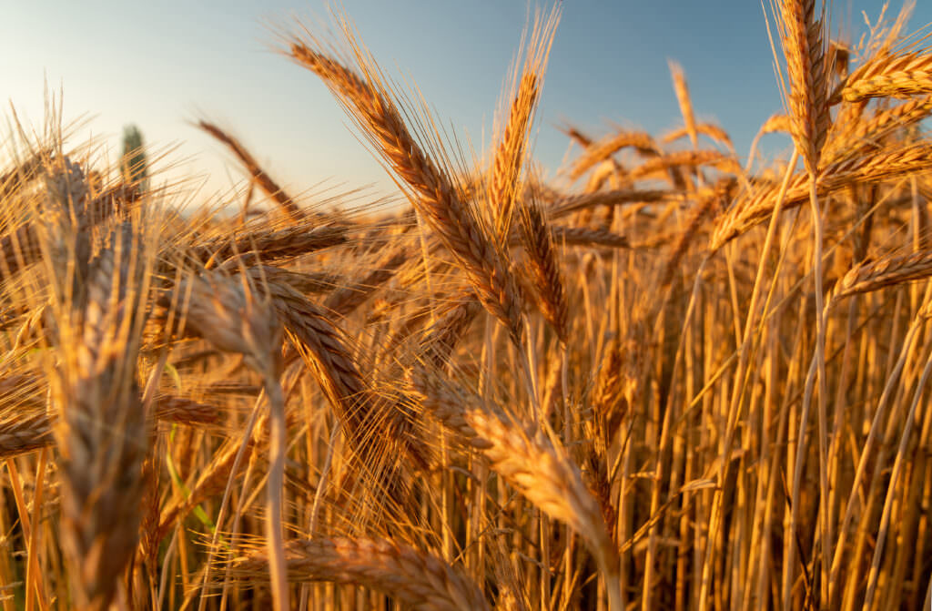 Weichweizen – unerlässlich beim Backen