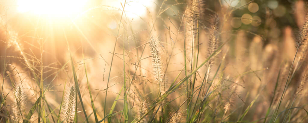 Dekorative Ziergräser für Ihren Garten