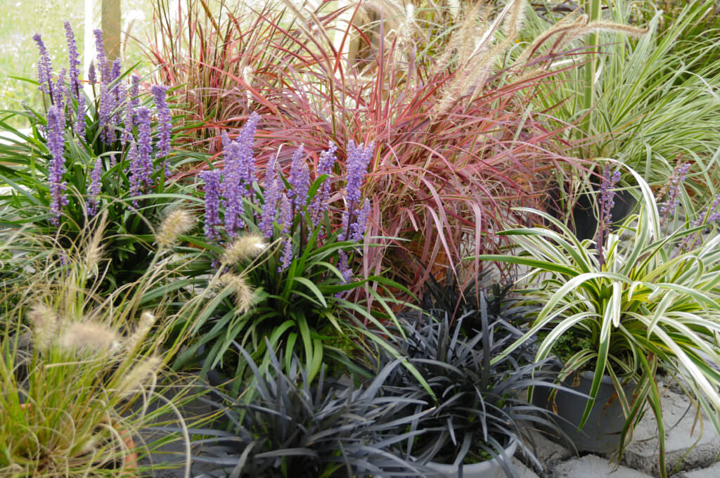 Dekorative Ziergräser für Ihren Garten Samenhaus Gartenblog