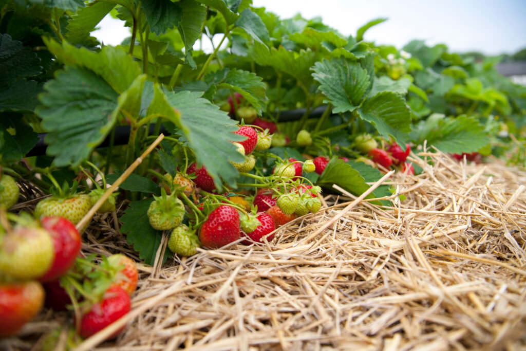 Anbau von Erdbeeren: was Sie bei Pflanzung und Pflege beachten sollten