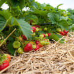 Anbau von Erdbeeren: was Sie bei Pflanzung und Pflege beachten sollten