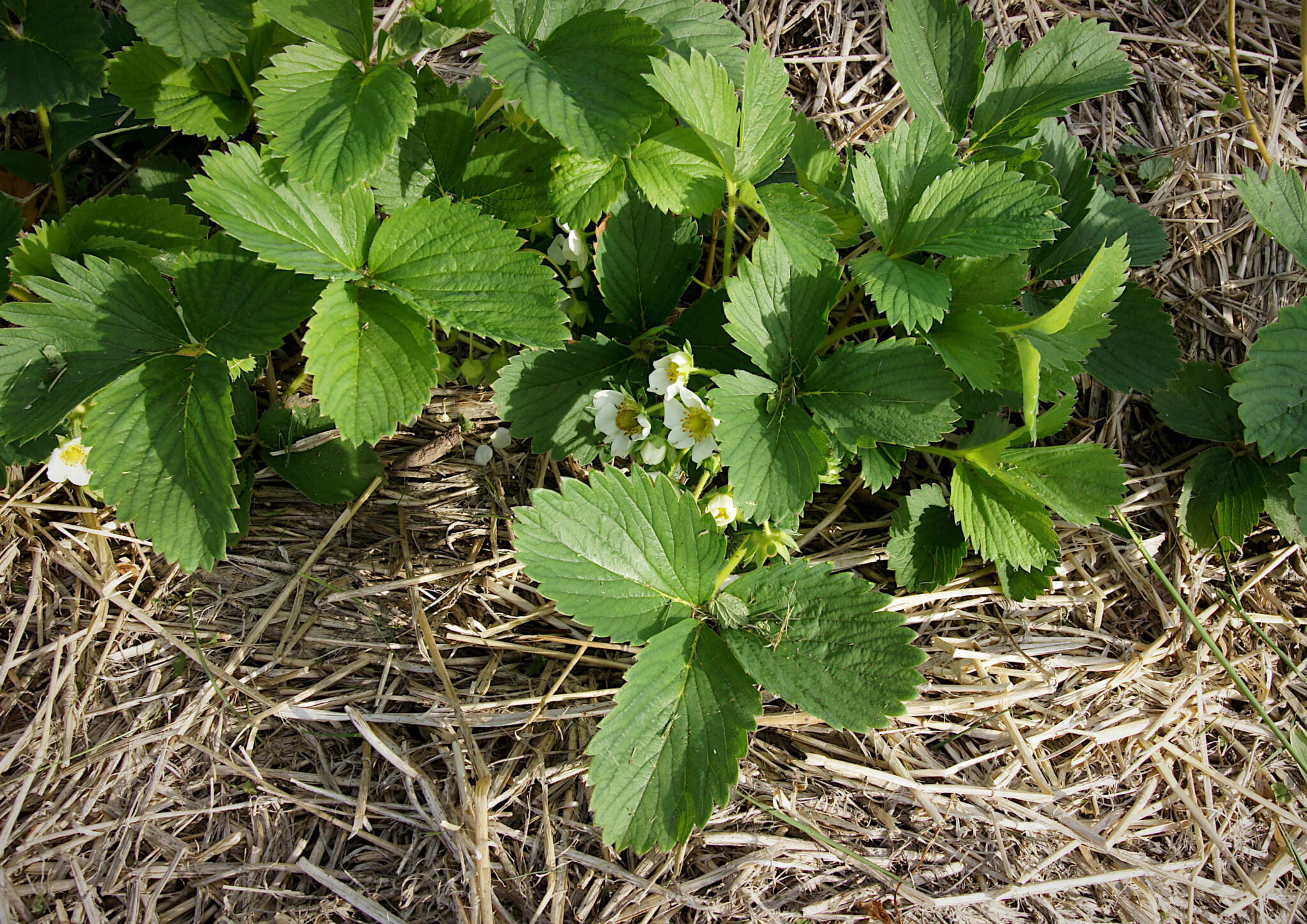 Anbau von Erdbeeren was Sie bei Pflanzung und Pflege beachten sollten