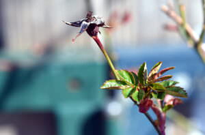 Verwelkte Blüte