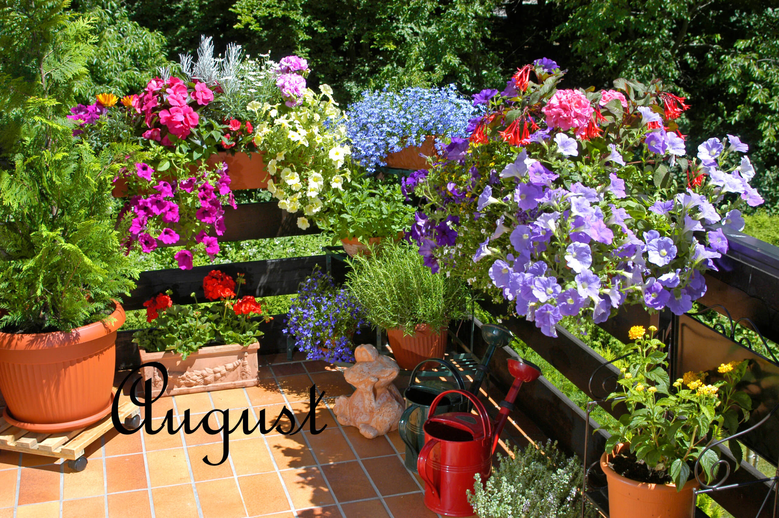 Balkonarbeiten im August - Samenhaus Gartenblog