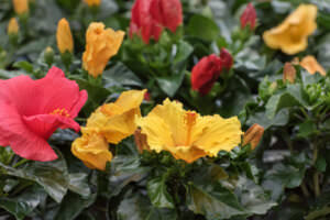 Hibiskus