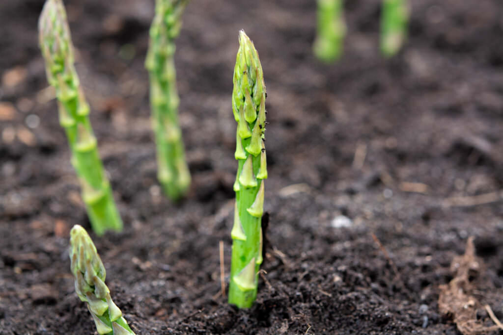 Grüner Spargel das gesunde, schmackhafte Stangengemüse Samenhaus