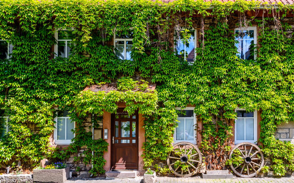 Hauswände begrünen – schadet das dem Mauerwerk?
