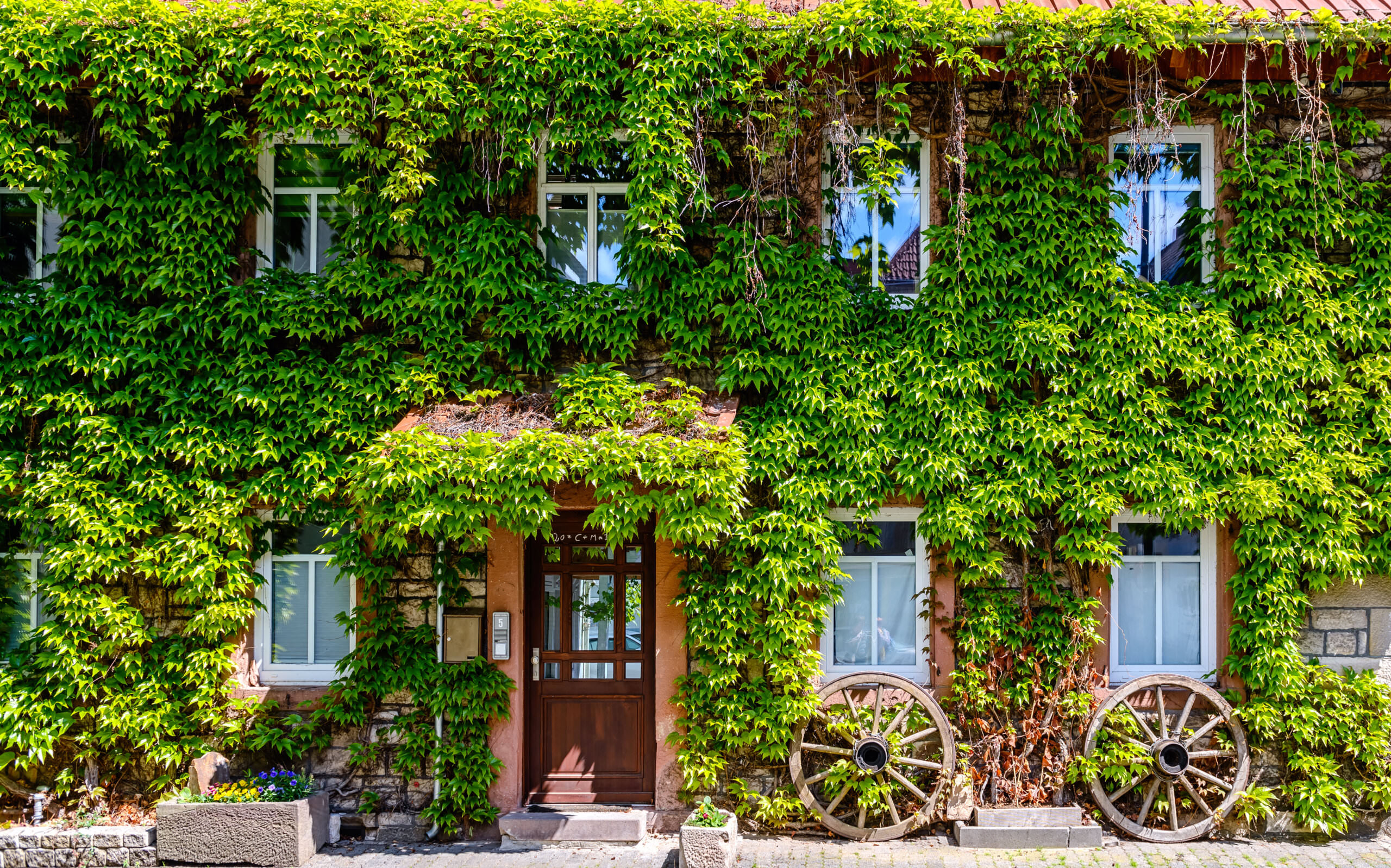 Hauswnde begrnen - schadet das dem Mauerwerk? - Samenhaus Gartenblog