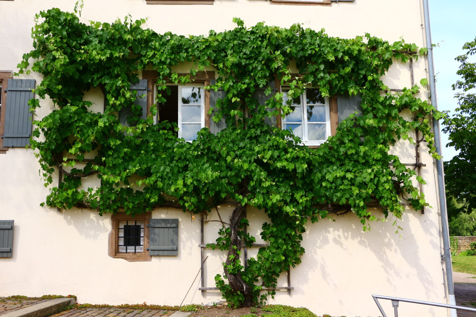 Hauswände begrünen schadet das dem Mauerwerk? Samenhaus Gartenblog