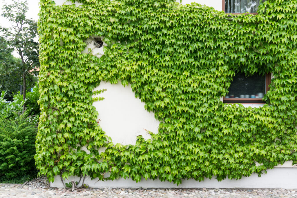 Hauswände begrünen schadet das dem Mauerwerk? Samenhaus Gartenblog