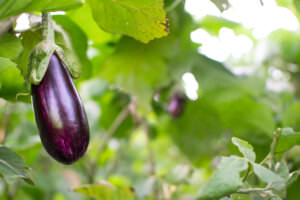 Nachtschattengewächs Aubergine