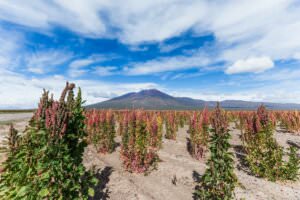 Quinoa Feld