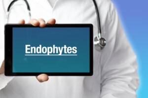 Rhizophagie Endophyten