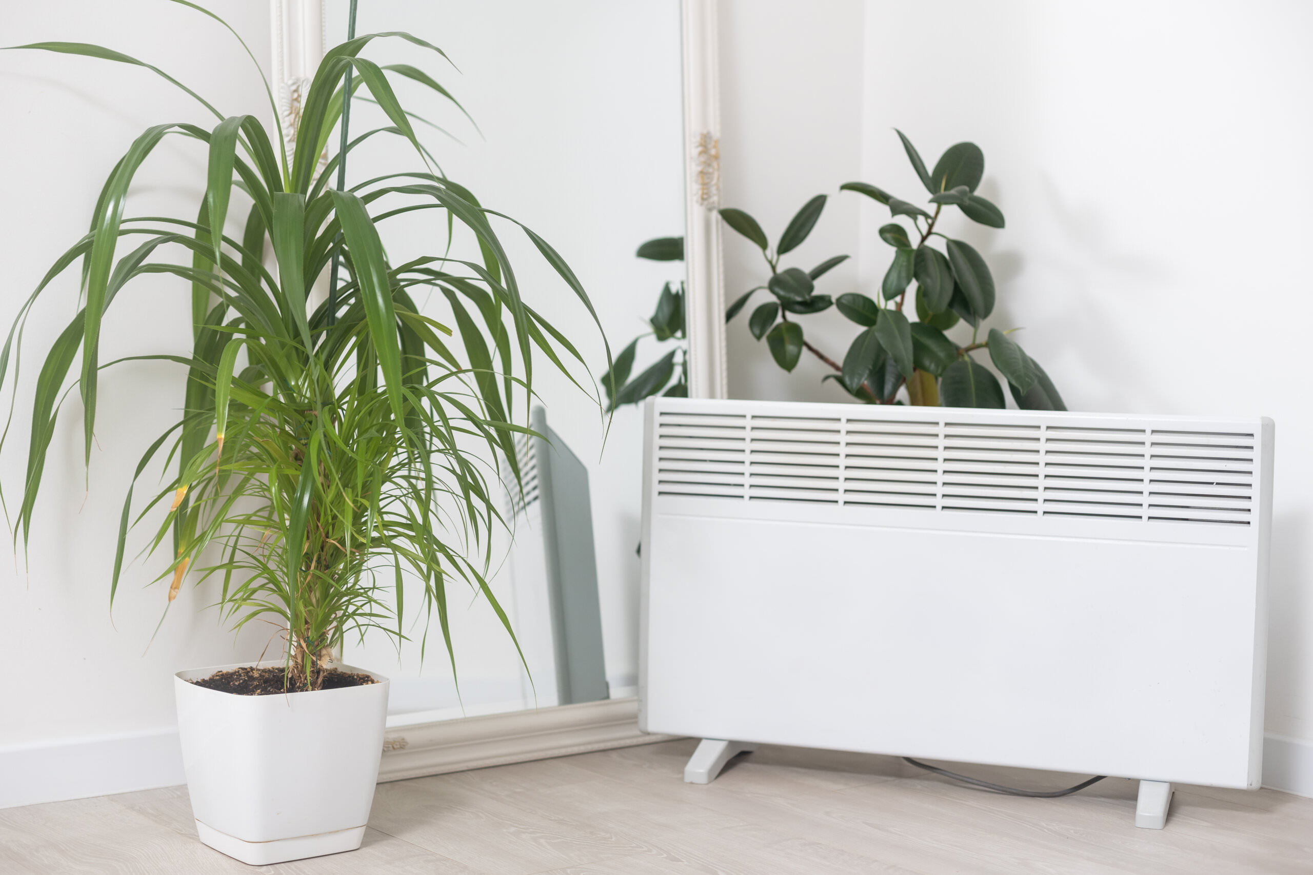 Zimmerpflanzen und Heizungsluft Samenhaus Gartenblog