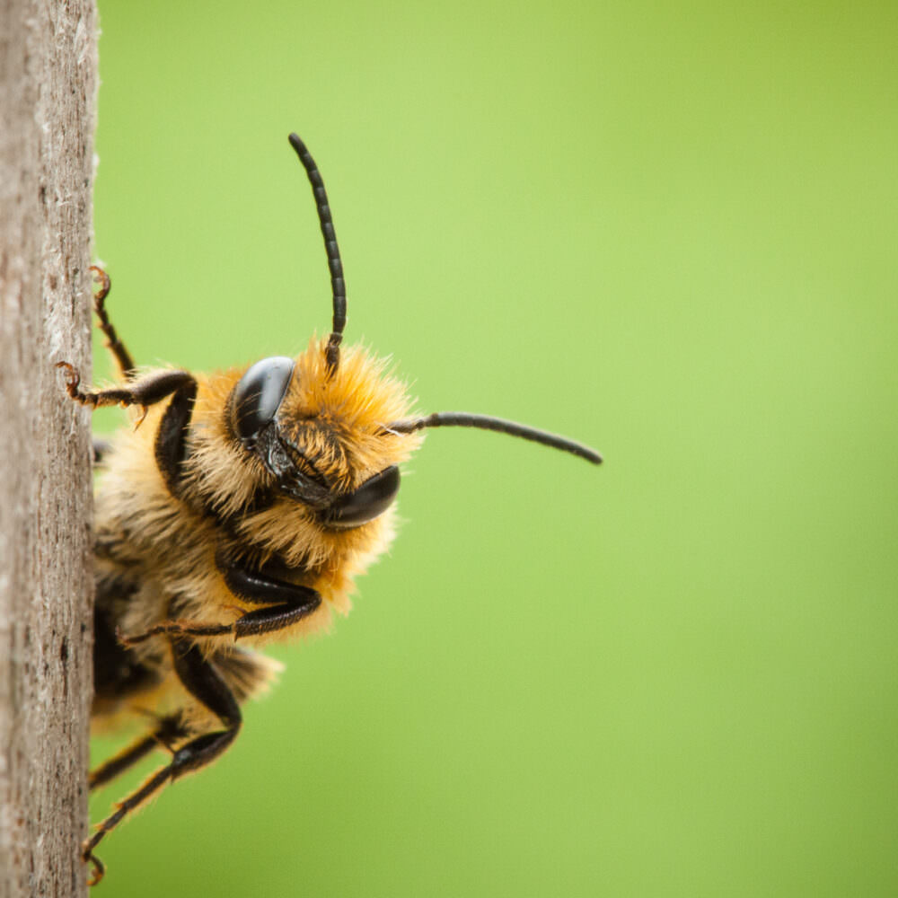8 stechende und beißende Insekten in unseren Gärten Samenhaus Gartenblog