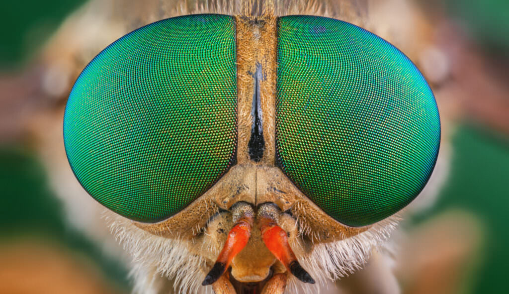 8 stechende und beißende Insekten in unseren Gärten