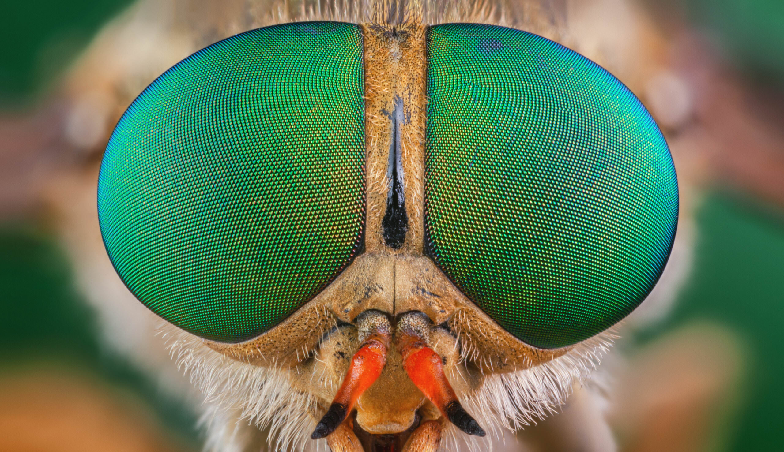 53+ Kleine Stechende Insekten Im Garten, Vor allem um welches insekt