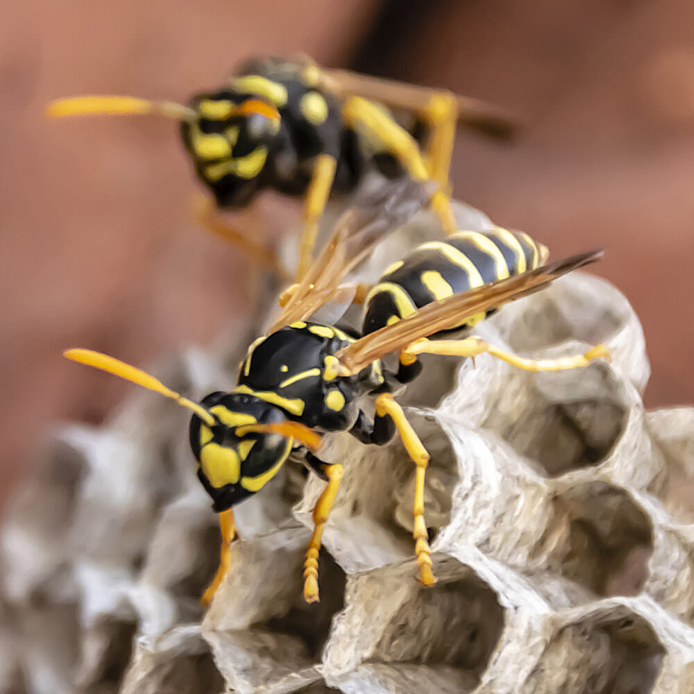 8 stechende und beißende Insekten in unseren Gärten Samenhaus Gartenblog