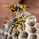 8 stechende und beißende Insekten in unseren Gärten Samenhaus Gartenblog