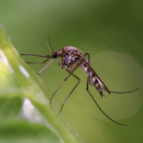 8 stechende und beißende Insekten in unseren Gärten Samenhaus Gartenblog