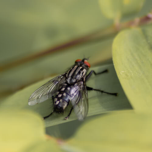 8 stechende und beißende Insekten in unseren Gärten Samenhaus Gartenblog