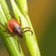 8 stechende und beißende Insekten in unseren Gärten Samenhaus Gartenblog