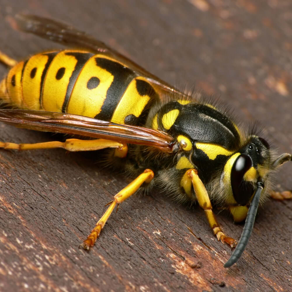 8 stechende und beißende Insekten in unseren Gärten Samenhaus Gartenblog