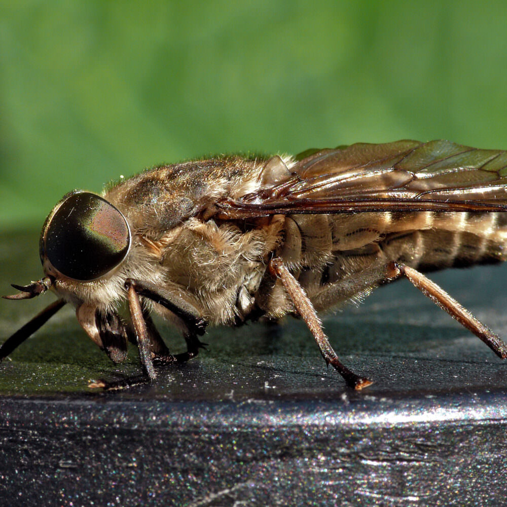 Best HD Pictures about  Stechende Insekten Im Garten  with No AI Images