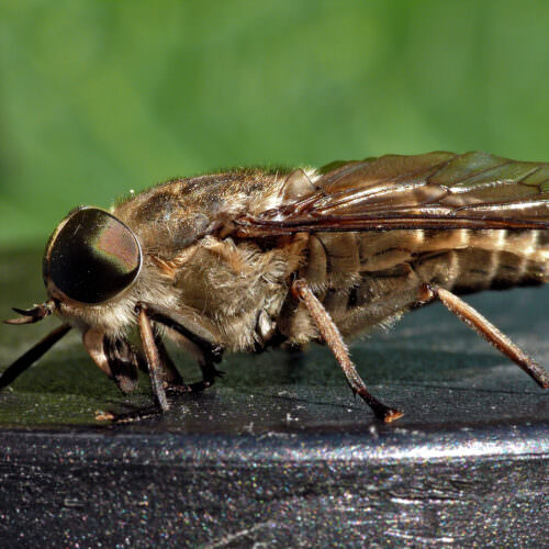 8 stechende und beißende Insekten in unseren Gärten Samenhaus Gartenblog