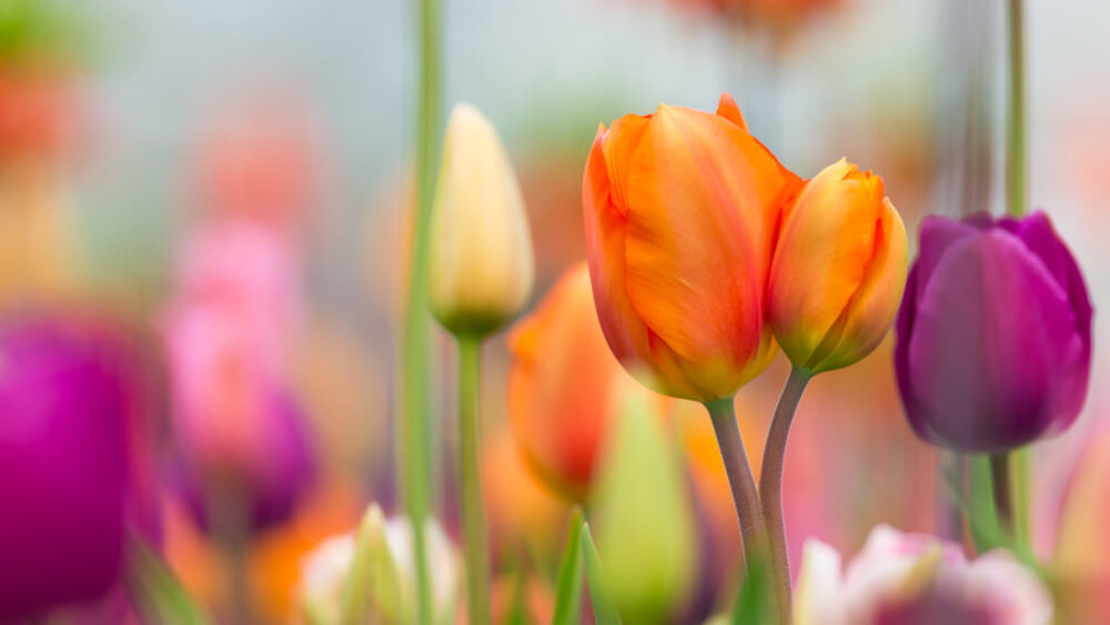 Tulpen